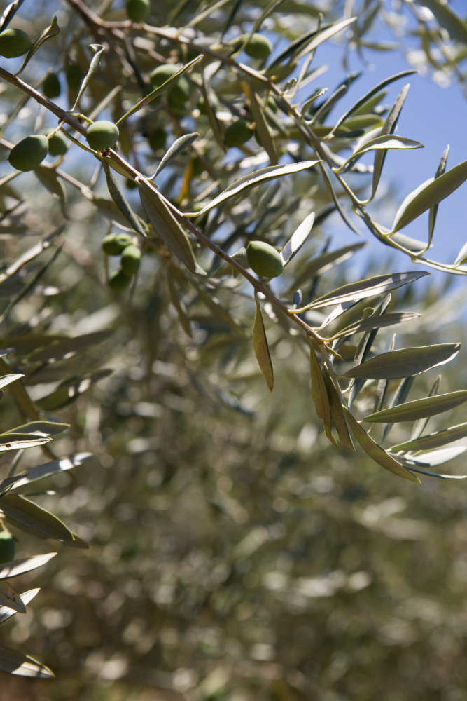 Rama de olivo con aceitunas en crecimiento en una finca agrícola bajo luz natural