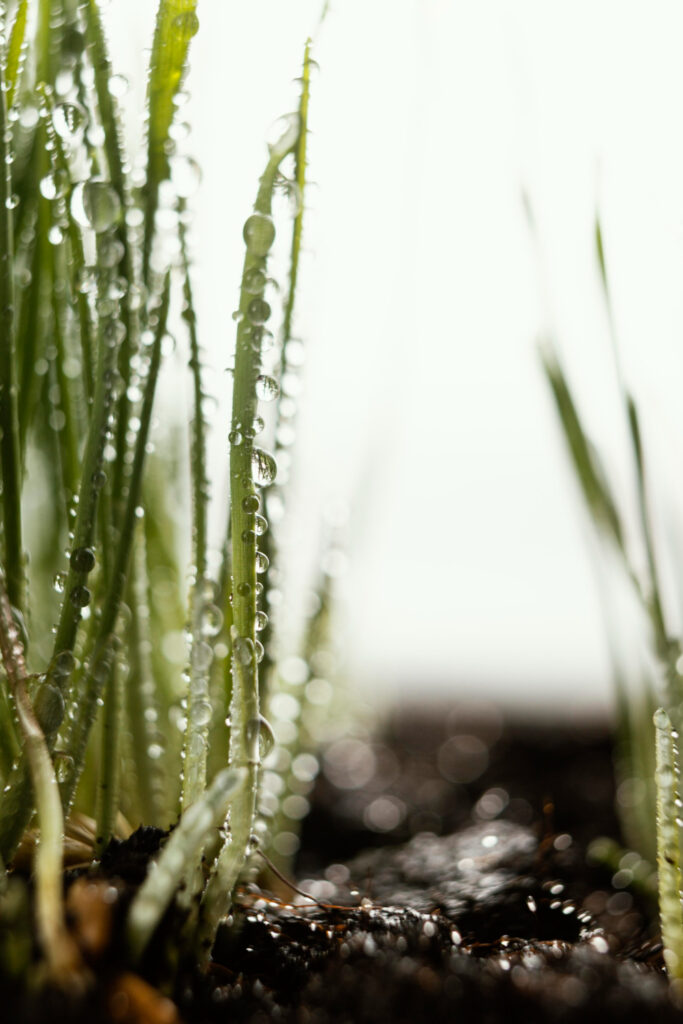Detalle de suelo agrícola con hierba y gotas de agua tras riego