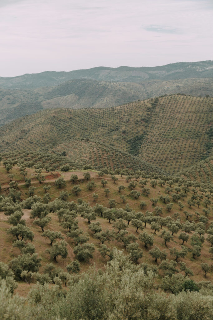 Vista de olivar en ladera con plantación de olivos en terreno agrícola